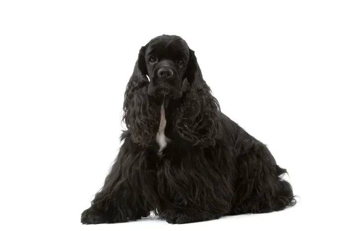 Framed Print : American Cocker Spaniel - black Print by Ardea Framed Print : American Cocker Spaniel - black Print by Ardea