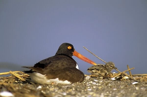 American Oystercatcher - milford CT - USA