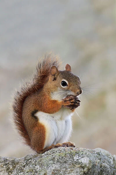 American Red Squirrel - eating a nut - June - Connecticut - USA
