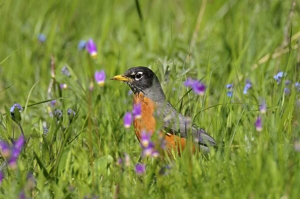 American Robin  /  North American Robin - hunting worms and insects among wildflowers - Western U. S. - June _D3C3912
