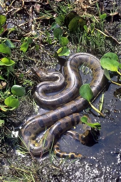 Anaconda - Venezuela - South America