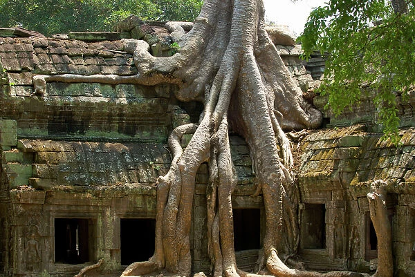 Angkor Tree roots cover - Ta Prohm - Cambodia