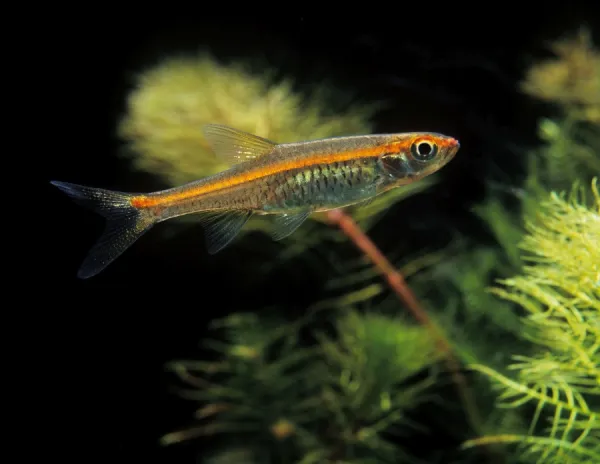Red discount aquarium fish
