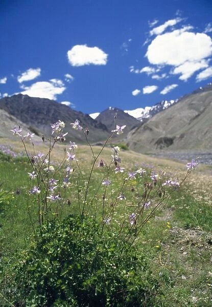 Aquilegia Species Flowres Trans Himalaya, Ladakh, Jammu & Kashmir, India