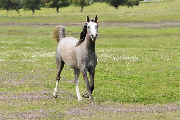 Arabic Horse - trotting on meadow, Alentejo, Portugal