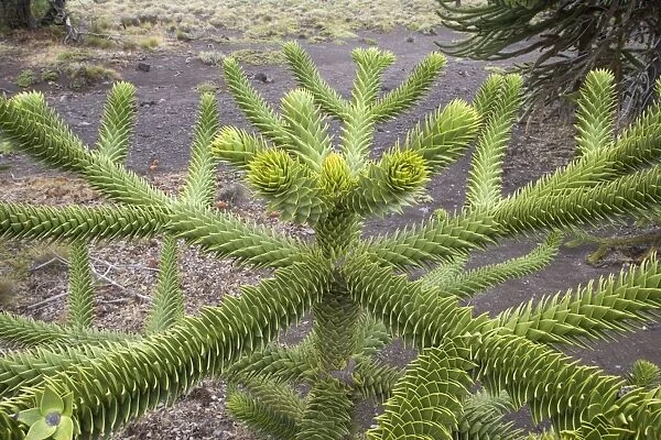 Araucaria  /  Monkey Puzzle  /  Chile Pine Tree - Close-up of the top of a young tree Lanin National Park, Neuquen Province, Argentina