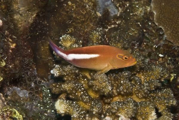 Arc-eye Hawkfish - Usually seen perched on coral watching out for small fishes it's most common prey - Papua New Guinea