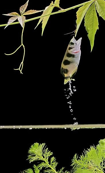 Archer fish – side view, jumping for insect. Dist: Asia
