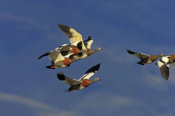 Ashy-headed Goose - flock in flight. Magallanes Peninsula - Patagonia - Argentina