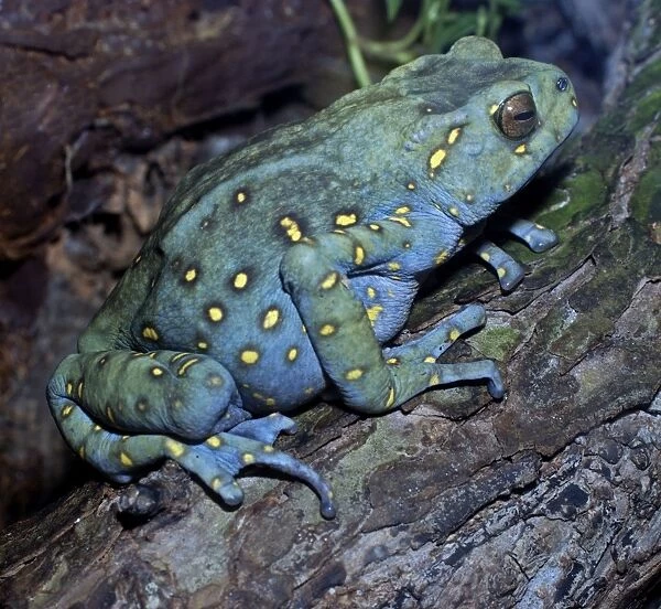 Asian Yellow-Spotted Climbing Toad - Borneo