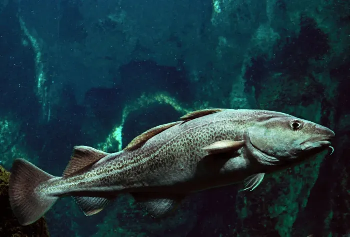 Framed Print : Atlantic Cod Fish Underwater Print LA-788