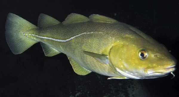 Atlantic Cod, north Atlantic