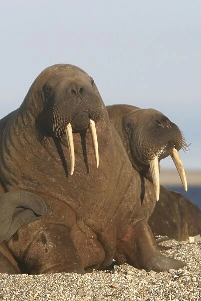 Atlantic  /  Whiskered Walrus - males on beach. North Spitzbergen. Svalbard