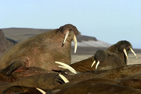 Atlantic  /  Whiskered Walruses - males resting on beach. North Spitzbergen. Svalbard