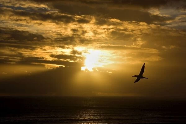 Australasian Gannet soaring above the ocean while the sun is setting over the horizon Muriwai Regional Park, Auckland, North Island, New Zealand