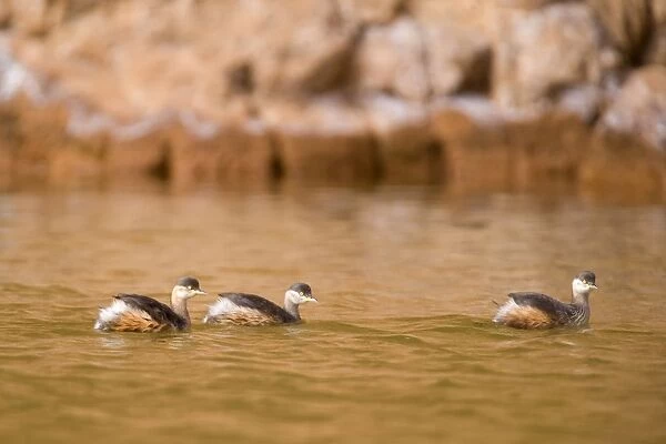 Australasian Grebe - three adults in breeding plumage swim on a permanent waterhole in a gorge in central Australia - Glen Helen Gorge, West MacDonnell National Park, Northern Territory, Australia