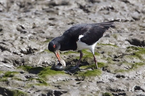 Australian Pied Oystercatcher Probing a shellfish on the Cairns foreshore, Queensland, Australia