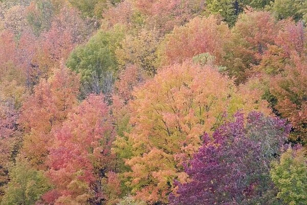 Autumn Colour - Maple Woodlands Upper Penninsular Michigan, USA LA004661