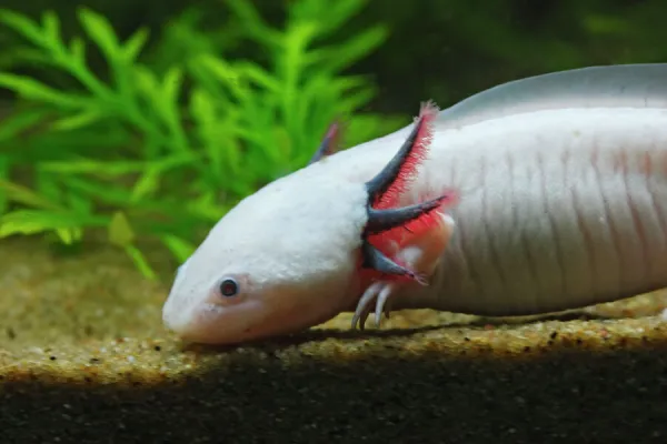 Axolotl. Vancouver aquarium