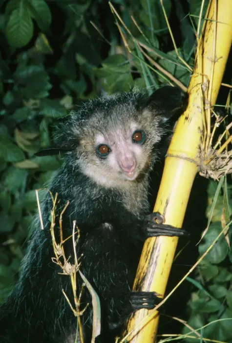 Framed Print : Aye-aye Print - Perched on a branch in Ankarana forest reserve, Madagascar