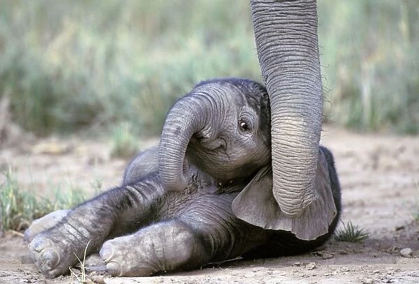 Baby Elephant Kenya For sale as Framed Prints, Photos, Wall Art
