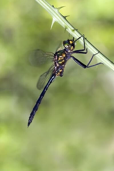 Balkan Emerald Dragonfly - male - Italy