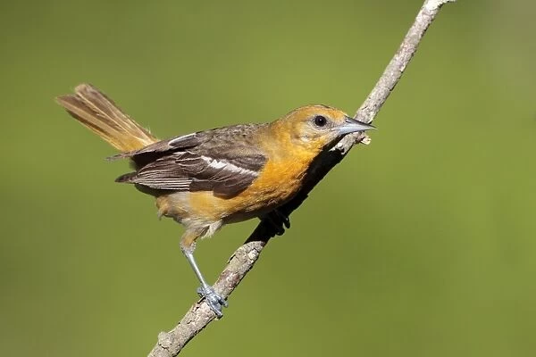 Baltimore Oriole - adult female in late spring. June in Connecticut, USA