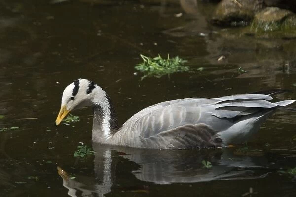 Bar-headed Goose - On water A widespread winter visitor in India on large rivers and inland lakes