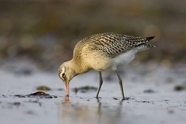 Bar-Tailed Godwit. Probing for food in winter. South Gare, Cleveland, England, UK