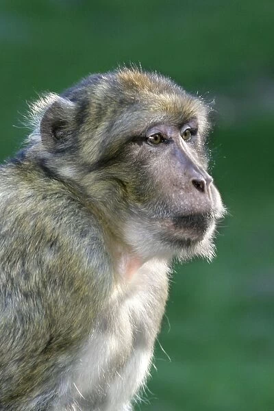 Barbary macaque  /  ape or rock apes - female. Distribution: Algeria, Morocco, Tunisia and Gibraltar