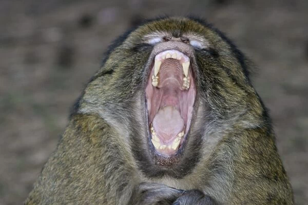 Barbary Macaque - Male - yawning, intimidation La Montagne des Singes - Kintzheim 67600 - Alsace - France