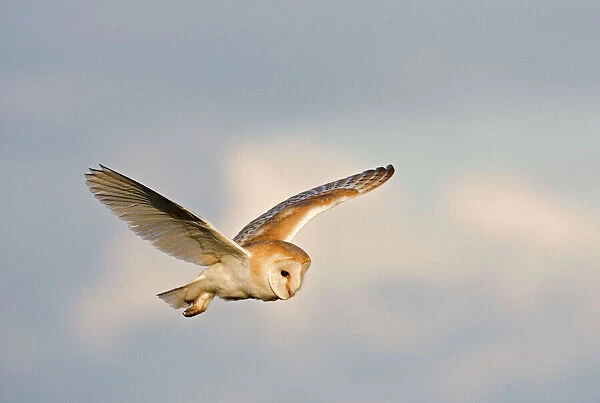 Barn Owl - Hunting in daylight - Norfolk- U. K