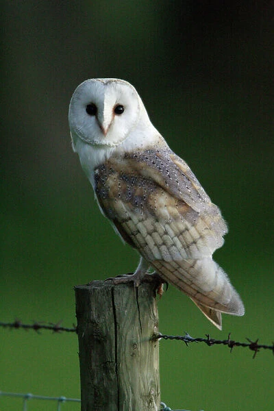 Barn Owl - Sitting on post, with moon in background