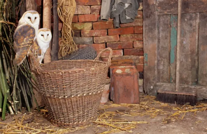 Framed Print : Barn Owl Print - Perched on Basket Framed Print : Barn Owl Print - Perched on Basket