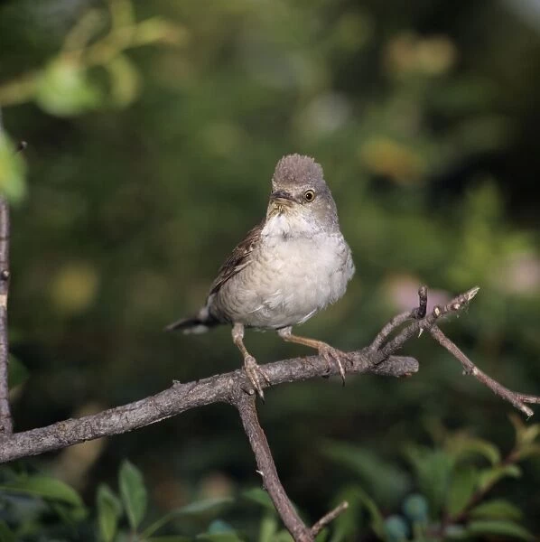 Barred Warbler - adult perched on a branch 