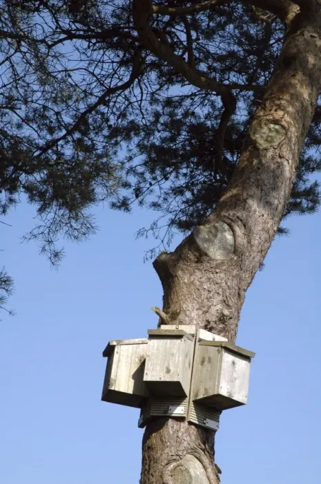 Framed Print : Bat boxes set up to offer a range of exposures to the warmth of the sun Print