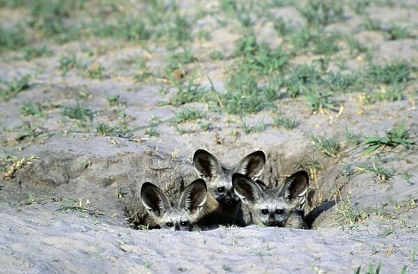 Bat-eared Fox - puppies - Chobe National Park - Botswana - Africa