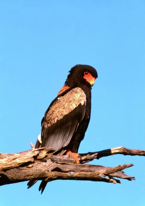 Framed Print : The Bateleur Eagle Print - Botswana CRH-1066 Framed Print : The Bateleur Eagle Print - Botswana CRH-1066