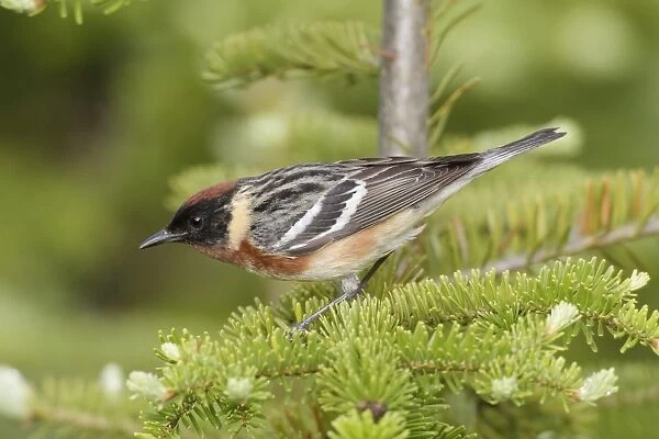 Bay-breasted Warbler. Adult male in breeding plumage on breeding territory. June in Northern Maine, USA