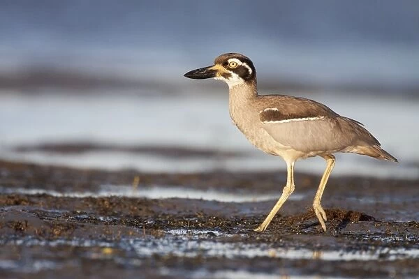 Beach Stone-Curlew  /  Beach Thick-Knee - walking along shoreline near typical habitat of undisturbed open beaches, exposed reefs, mangroves, and tidal sand or mudflats - Queensland - Australia