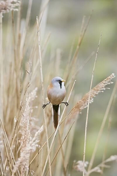 Bearded Tit  /  Bearded Reedling – male in reeds Pensthorpe Norfolk UK 004262