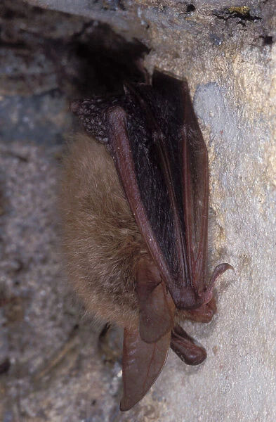 Bechstein's Bat - hibernation at cave - the Ardennes - Belgium
