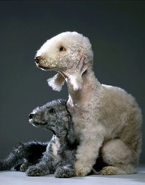 Bedlington Terrier Dogs