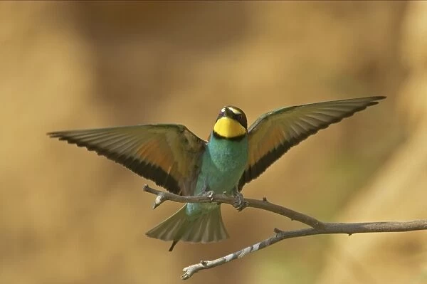 Bee-eater - In flight coming in to land on perch Extramadura, Spain BI002466