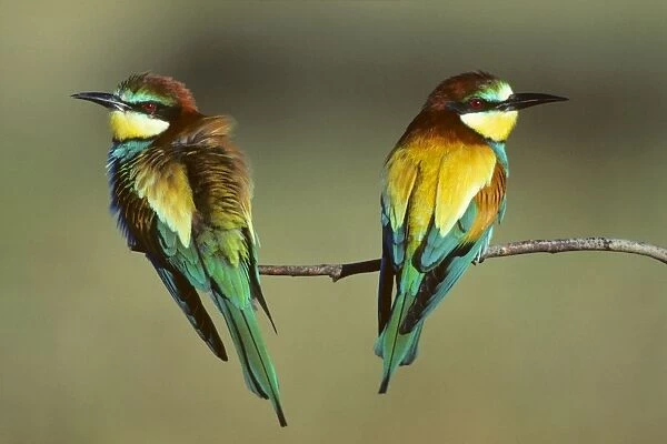 Bee-Eater - pair sitting on branch Coto Donana National Park, S. Spain