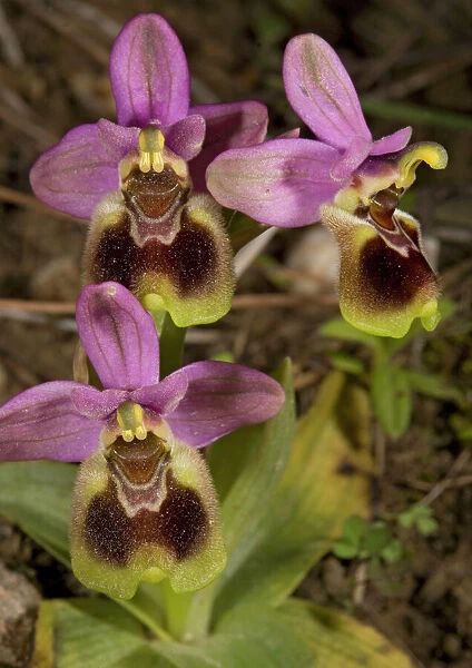 Bee Orchid. Chios, Greece