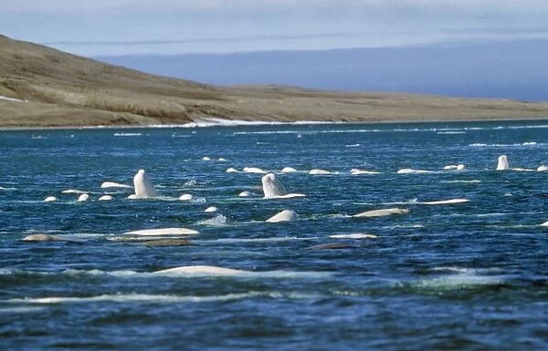 Beluga Whale Canadian Arctic