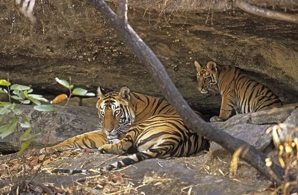 Bengal  /  Indian Tiger - with cub resting in cave Bandhavgarh National Park, India