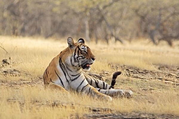 Bengal  /  Indian Tiger - in dry grassland. Ranthambhor National Park - India