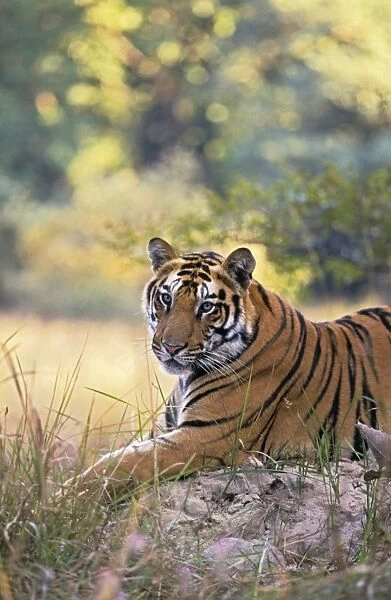 Bengal  /  Indian Tiger - resting on termite mound. Bandhavgarh National Park